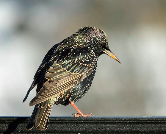 European Starling